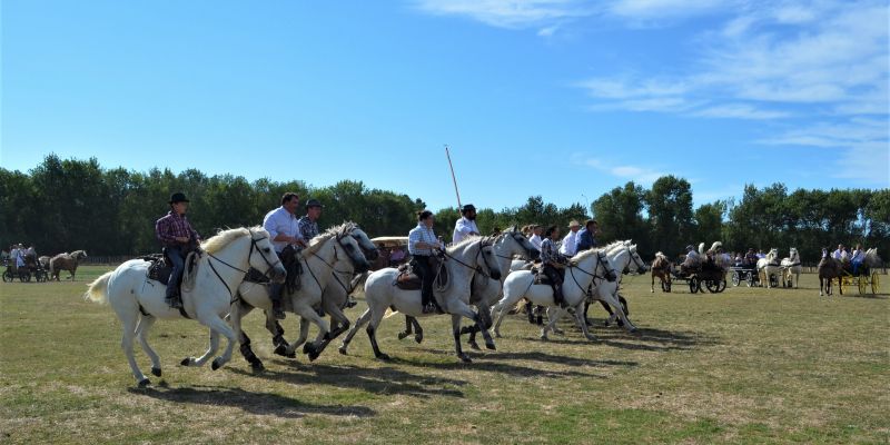 saladelle 2018 Le Cailar